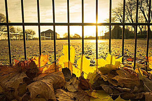 仰视,黄色,秋叶,栅栏,网球场
