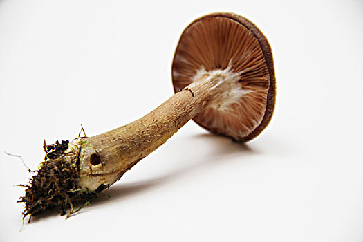 新鲜采摘,野生蘑菇