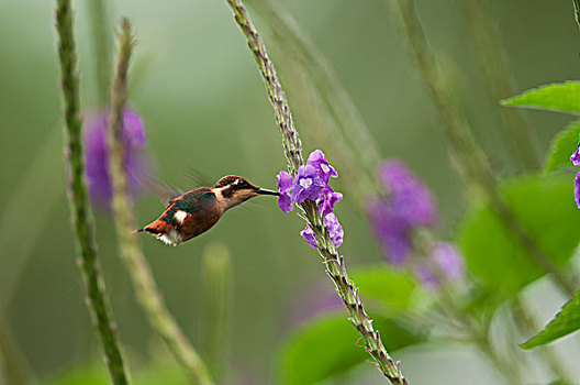 蜂鸟,女性,花,花蜜,安第斯山,厄瓜多尔