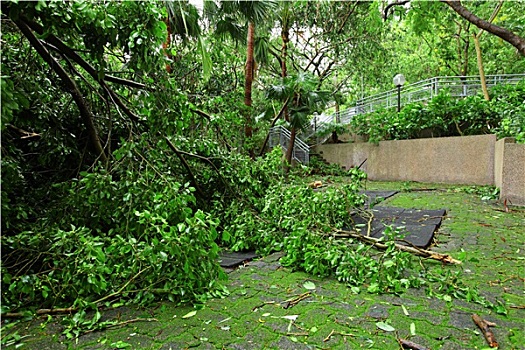 花园,损坏,台风