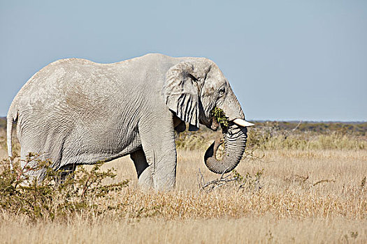 非洲象,獠牙,站立,草地