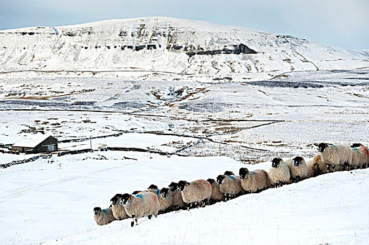 羊群,旅行,上方,雪,山,北约克郡,英格兰