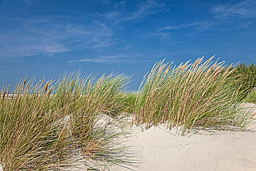 沙丘,风景,海滩,东弗里西亚群岛,下萨克森,德国