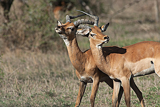 黑斑羚,打斗,恩戈罗恩戈罗,保护区,坦桑尼亚