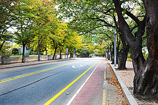 城市道路,绿色,树,首尔