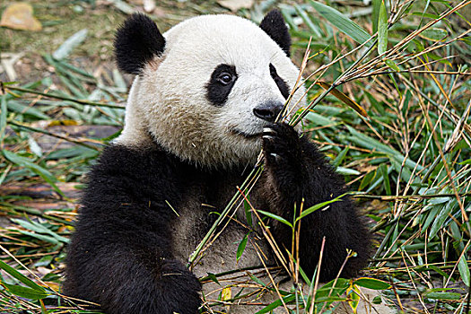 中国,四川,成都,大熊猫,熊,进食,竹笋,研究,饲养