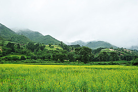 河北承德坝上,国家一道风景大道,夏日风景