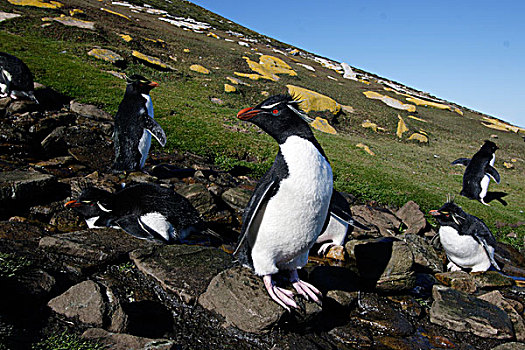 凤冠企鹅,南跳岩企鹅,岩石上,河流,福克兰群岛