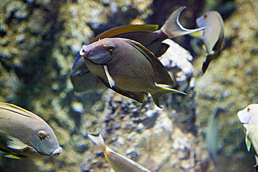 海洋鱼类小丑鱼蝴蝶鱼
