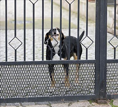 看门狗图片_看门狗高清图片大全_看门狗图片下载