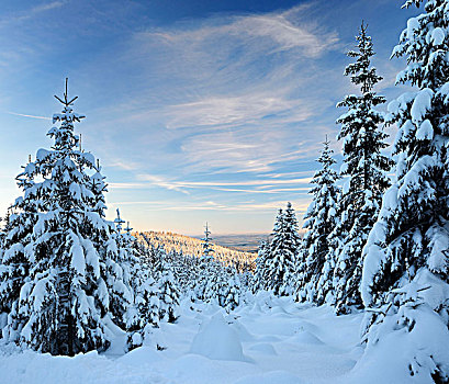 冬天,晚间,哈尔茨山,国家公园,风景,高处,无限,积雪,树林,靠近,萨克森安哈尔特,德国