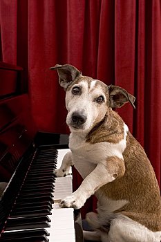 杰克罗素狗,钢琴