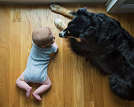 俯拍,婴儿,狗,对视,卧,木地板,孩子,宠物