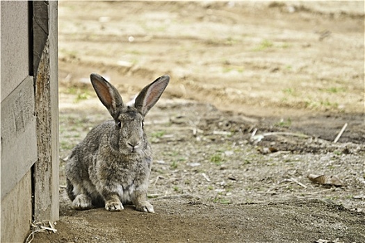 兔子,乡村,亚洲