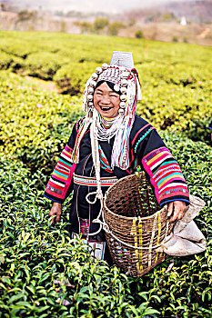 阿卡族,山,部落,女人,挑选,茶,北方,泰国,亚洲