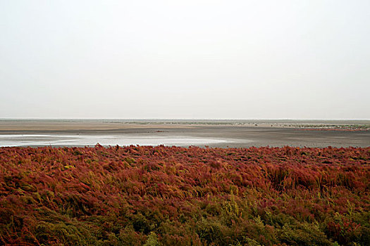 红海滩