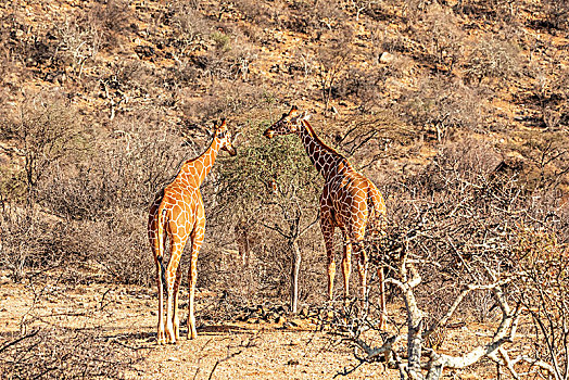 长颈鹿,网纹长颈鹿