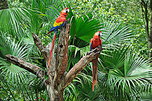 深红色,金刚鹦鹉,树桩,海湾群岛,洪都拉斯
