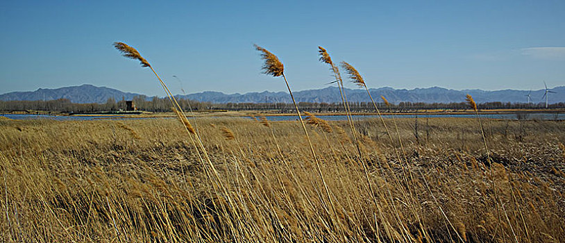 野鸭湖