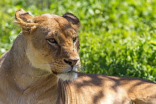 母狮,卧,草,飞虫,脸,恩戈罗恩戈罗,保护区,坦桑尼亚