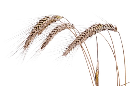 成熟,穗,小麦,白色背景