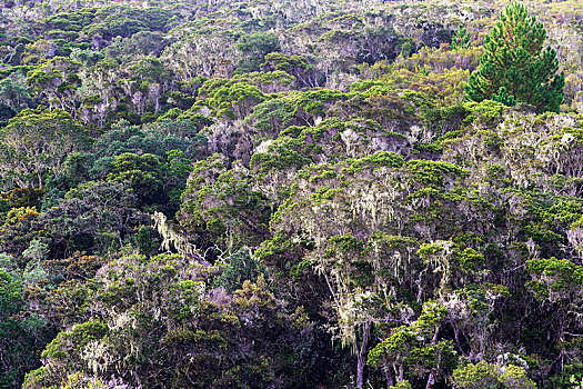 常绿植物,山,雨林,国家公园,马达加斯加,非洲