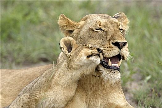 狮子,豹,雌狮,幼兽,交际,互动,南非
