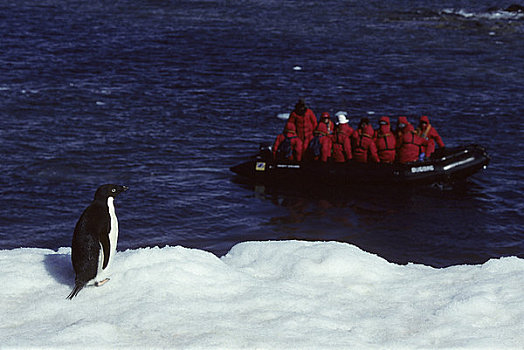 南极半岛,区域,禽,岛屿,阿德利企鹅,游客,黄道十二宫,船,背景