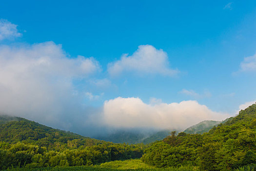 高山森林和云雾