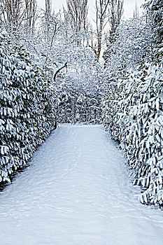 花园,小路,积雪