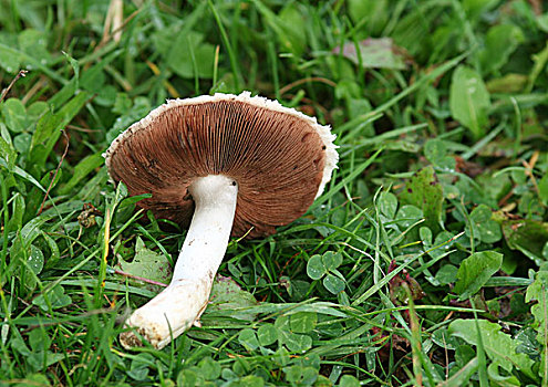蘑菇,草地