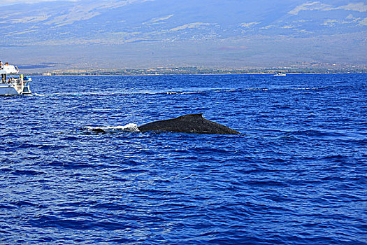 鲸鱼观鲸