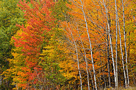 枫树,白杨,安大略省,加拿大