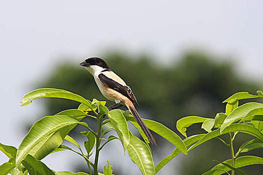 长尾,伯劳鸟,孟加拉,五月,2008年