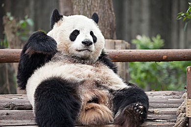 野生大熊猫图片
