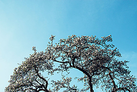 苹果树,盛开,春天,蓝天,背景