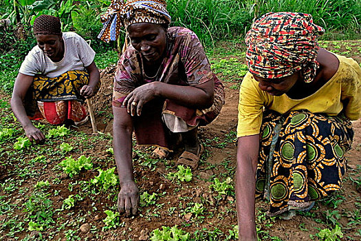 女人,乡村,农事,工作,地点,阿鲁沙,坦桑尼亚,十二月,2008年