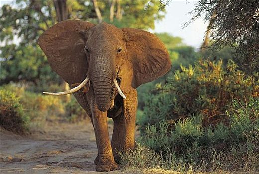 大象,不同,象鼻,非洲象,哺乳动物,萨布鲁国家公园,肯尼亚,非洲,动物