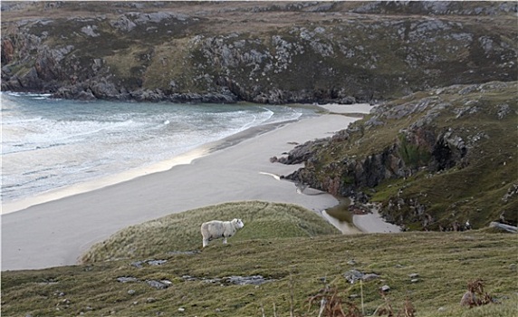 绵羊,海岸