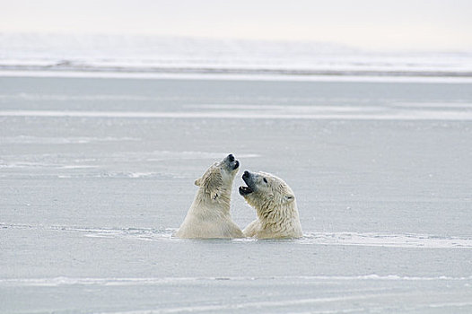 北极熊,破旧,公猪,水,冰冻,向上,岛屿,区域,北极圈,国家野生动植物保护区,阿拉斯加