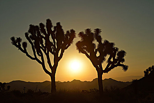 日落,约书亚树,短叶丝兰,约书亚树国家公园,莫哈维沙漠,加利福尼亚,美国