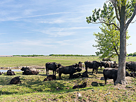 水牛,霍尔特巴杰,国家公园,四月,匈牙利,大幅,尺寸