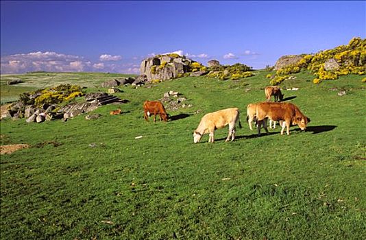 法国,朗格多克-鲁西永大区,母牛,草场,比赛,石头
