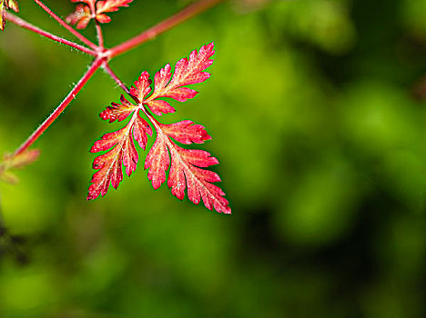 红色,精美,秋叶,正面,绿色背景