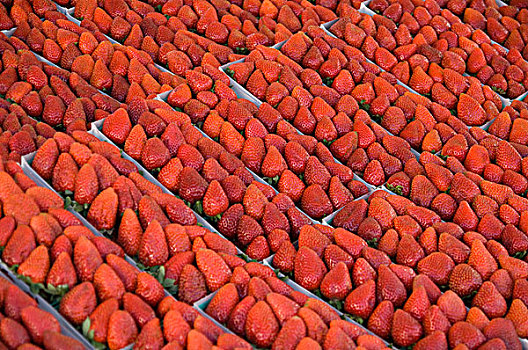 草莓,洛杉矶,农民,市场