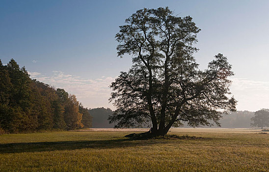 早晨,秋天,自然保护区,靠近,法兰克福,黑森州,德国,欧洲