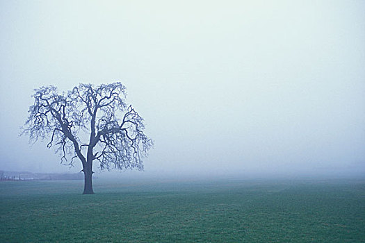 树,剪影,雾