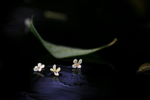 雨中凋落的桂花