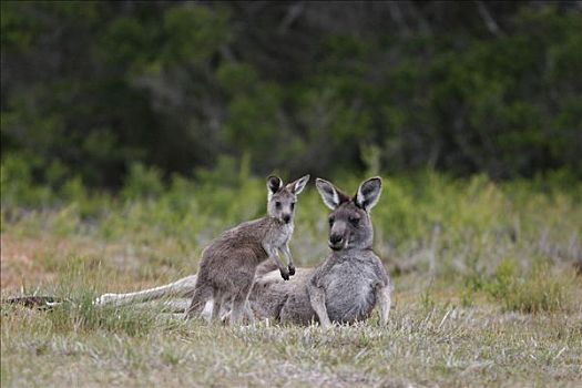 大灰袋鼠,灰袋鼠,幼兽,维多利亚,澳大利亚