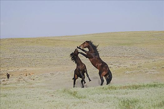马,种马,争斗,草原,普赖尔山野马放牧区,蒙大拿,美国